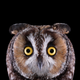 Illustration for article titled Take A Moment To Marvel At These Unusually Intimate Owl Portraits